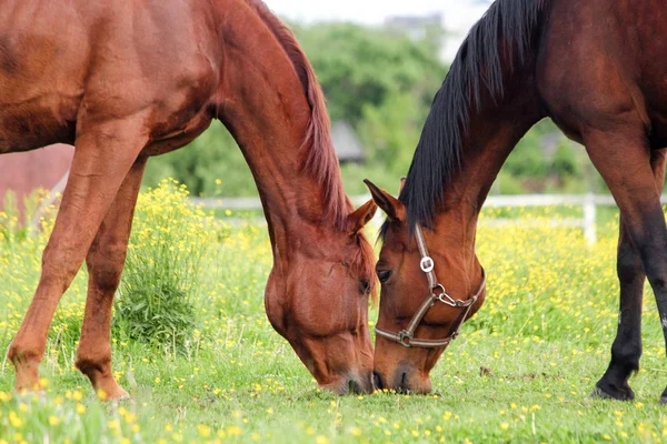 Två hästar betar på betet — Stockfoto