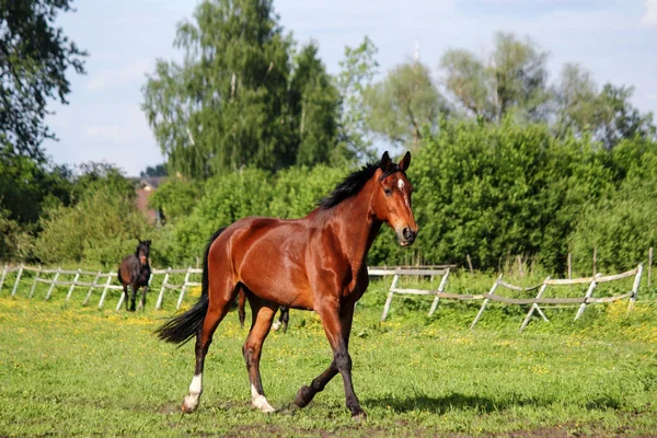 Cavalo marrom correndo para casa no dia de verão — Fotografia de Stock