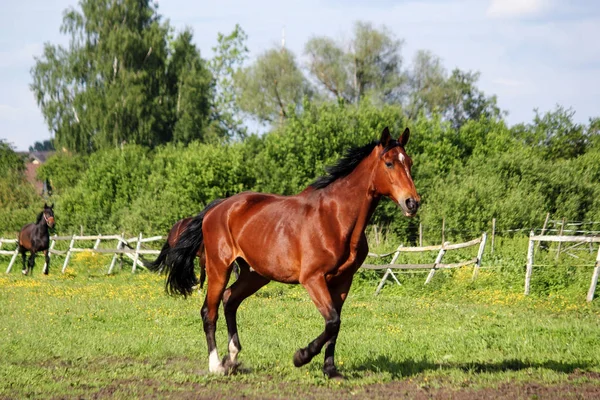 Bieg brązowy koń w letni dzień do domu — Zdjęcie stockowe