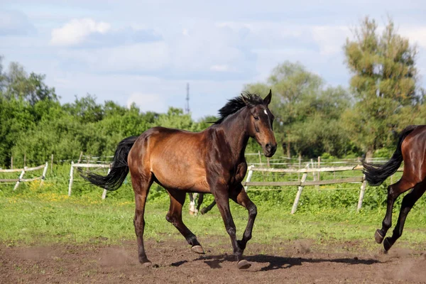 Cavalo marrom correndo para casa no dia de verão — Fotografia de Stock