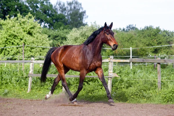 Cavalo marrom correndo para casa no dia de verão — Fotografia de Stock