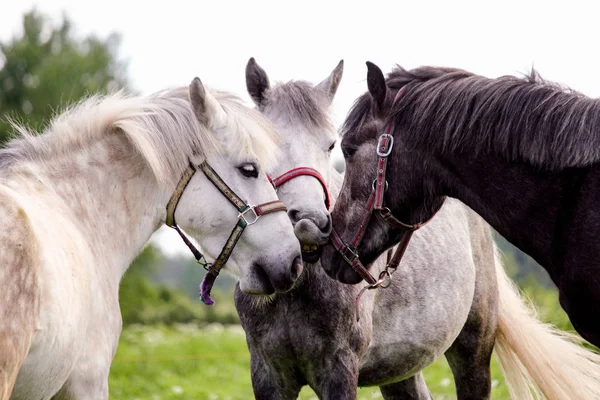 Tre grå ponys står nära — Stockfoto