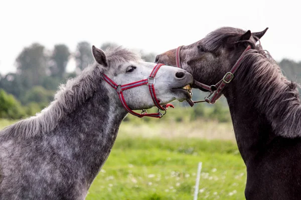 Şakacı birbirleriyle mücadele iki şirin ponys — Stok fotoğraf