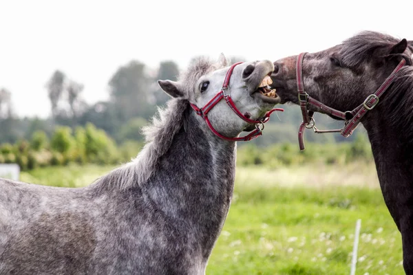 Two cute ponys playfully fighting each other — Stock Photo, Image