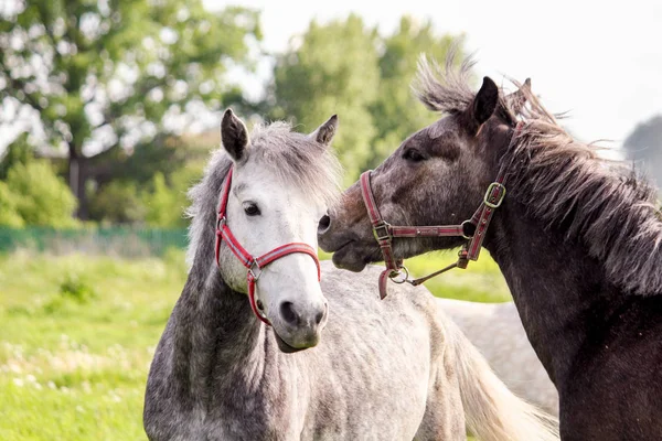 Dos ponys lindos peleando juguetonamente entre sí — Foto de Stock