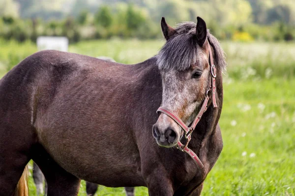 Portrait of gray pony in the pasture — Stock Photo, Image