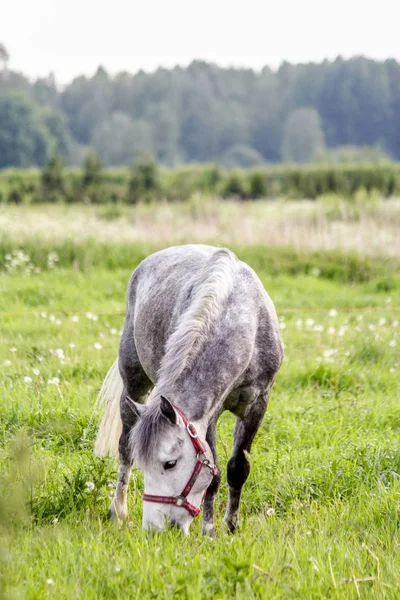 Retrato de pony gris en el pasto — Foto de Stock