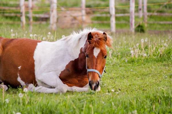 Portrét krásné koně vleže na zemi — Stock fotografie