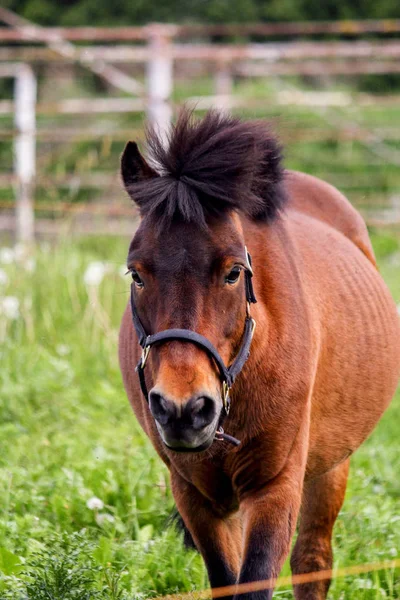 Gros plan de poney shetland mignon brun — Photo