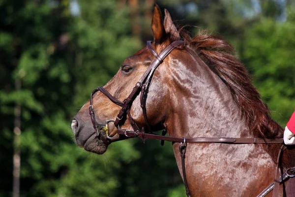 Portret van bruin sport paard tijdens het springen Toon — Stockfoto