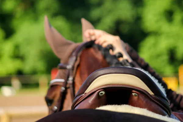 Close up van zadel van het paard op de rug van het paard — Stockfoto