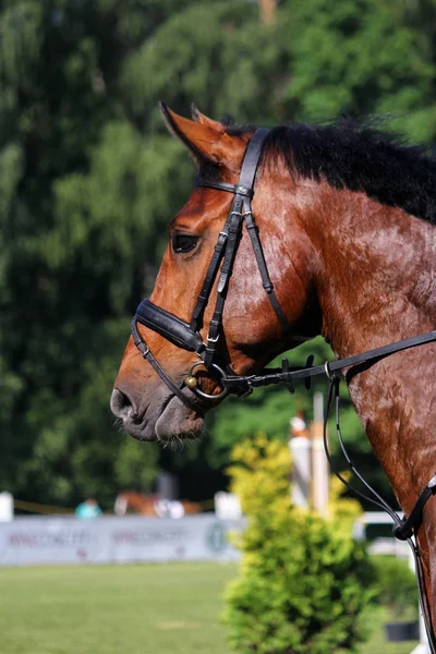Портрет коричневой лошади во время прыжкового шоу — стоковое фото