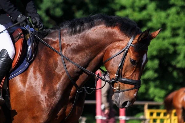 Portrét hnědé sportovní koně během skákání show — Stock fotografie