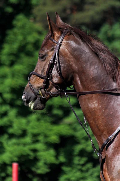 Портрет коричневого спортивного коня під час стрибкового шоу — стокове фото