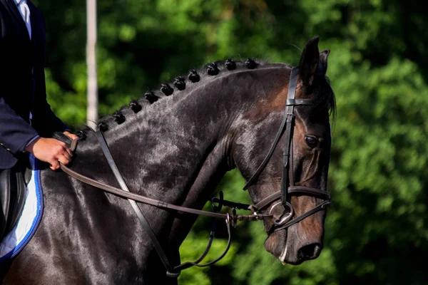 Portret sport brązowy koń podczas skoków Pokaż — Zdjęcie stockowe