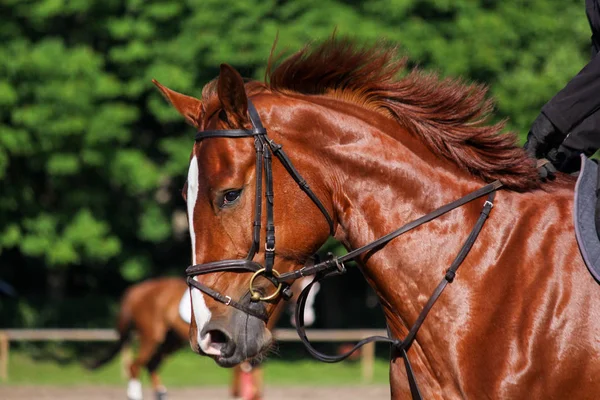 Retrato de caballo deportivo marrón durante el espectáculo de salto — Foto de Stock