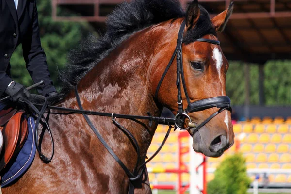 Portrait of brown sport horse during jumping show — Stock Photo, Image