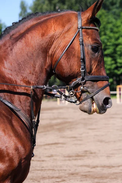 Портрет коричневой лошади во время прыжкового шоу — стоковое фото