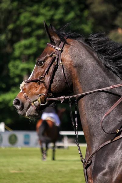Portret van bruin sport paard tijdens het springen Toon — Stockfoto
