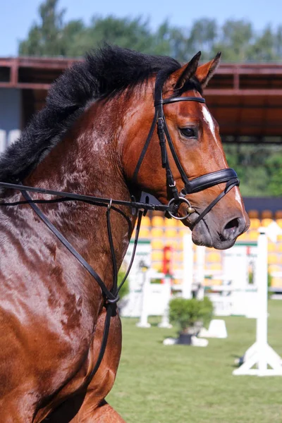 Portrét hnědé sportovní koně během skákání show — Stock fotografie