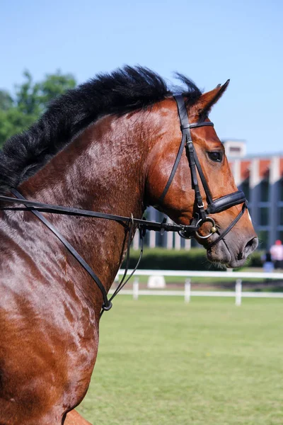 Ritratto di cavallo sportivo marrone durante lo spettacolo di salto — Foto Stock