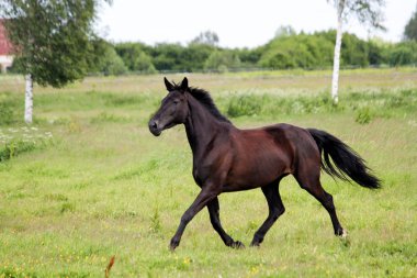 Güzel karanlık mera running free at