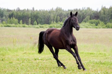 Güzel karanlık mera running free at