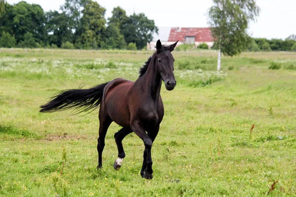 Прекрасная тёмная лошадь бежит на пастбище — стоковое фото