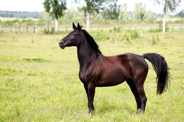 Piękny koń dark działa wolny na pastwisku — Zdjęcie stockowe