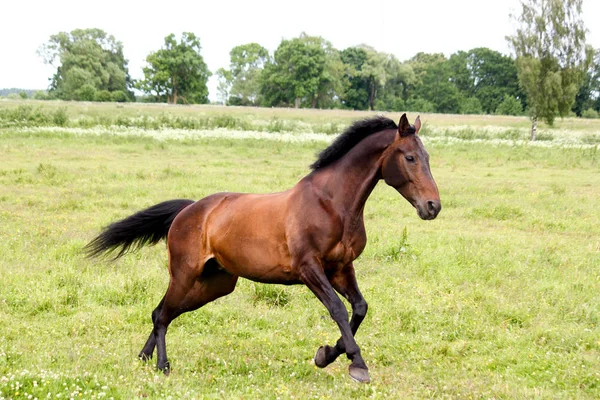 Beautiful dark horse running free at the pasture — Stock Photo, Image
