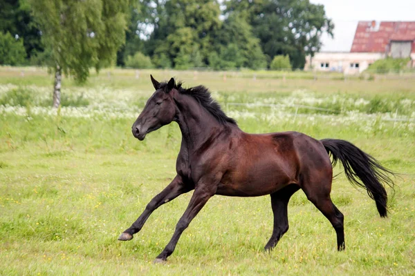 Piękny koń dark działa wolny na pastwisku — Zdjęcie stockowe