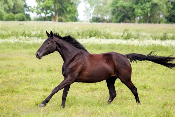 Mooi donker paard gratis draaien op de weide — Stockfoto