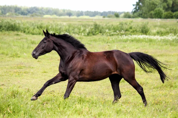 Όμορφη σκοτεινό άλογο τρέχει ελεύθερο σε βοσκότοπο — Φωτογραφία Αρχείου
