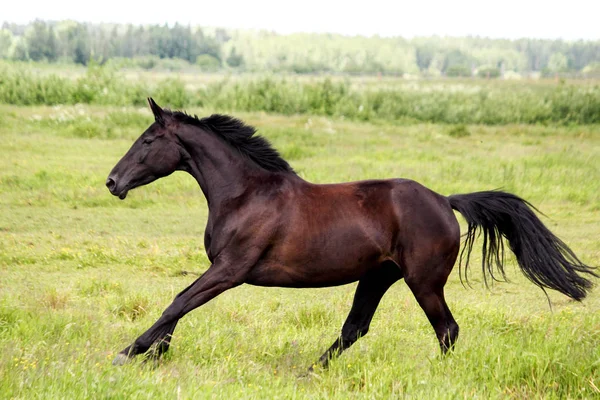 Beautiful dark horse running free at the pasture — Stock Photo, Image