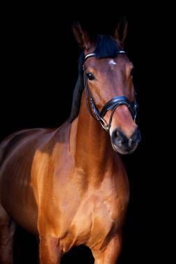 Siyah arka plan üzerine kahverengi at portresi