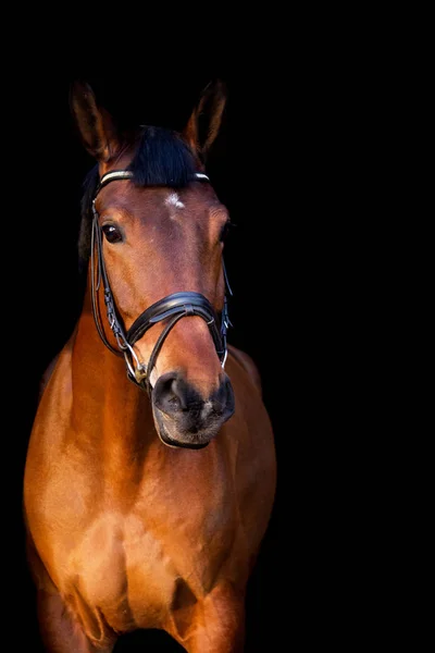 Porträt eines braunen Pferdes auf schwarzem Hintergrund — Stockfoto