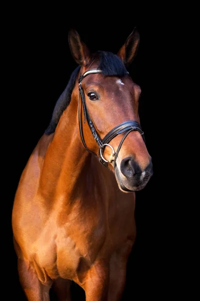 Retrato de cavalo marrom sobre fundo preto — Fotografia de Stock