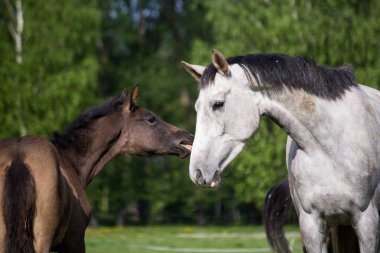 Tay ve onun annesi arazide