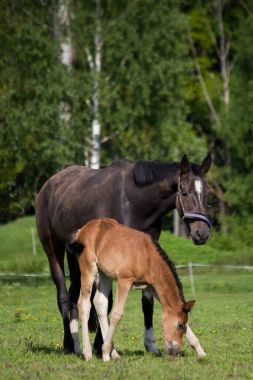 Tay ve onun annesi arazide