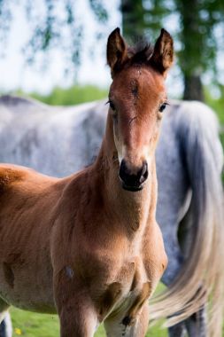 Sevimli küçük yavru yaz arazide Portrat
