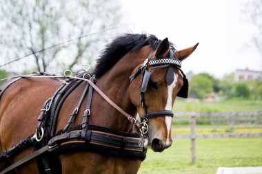 Yaz aylarında arabayı çeken at portresi