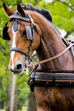 Yaz aylarında arabayı çeken at portresi