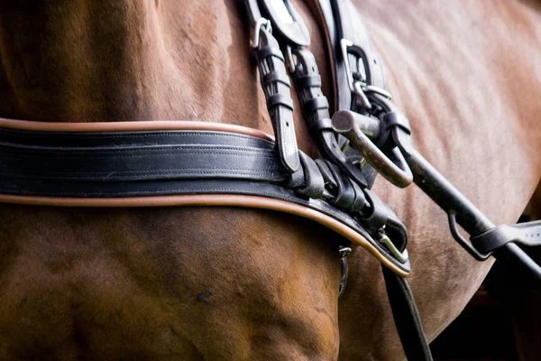 Close up van paard getrokken vervoer tack — Stockfoto