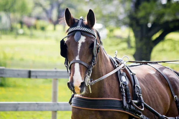 Portrait of horse pulling carriage in summer — Stock Photo, Image