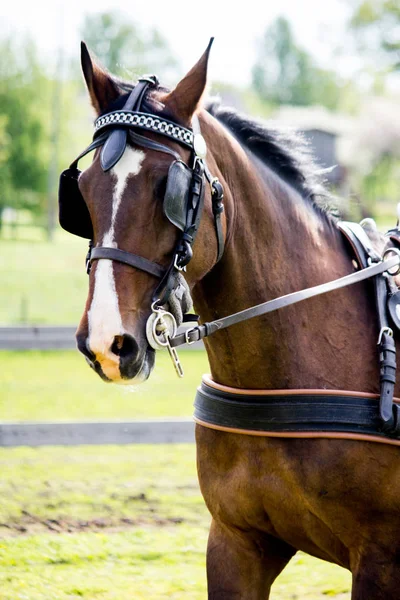 Retrato de cavalo puxando carruagem no verão — Fotografia de Stock