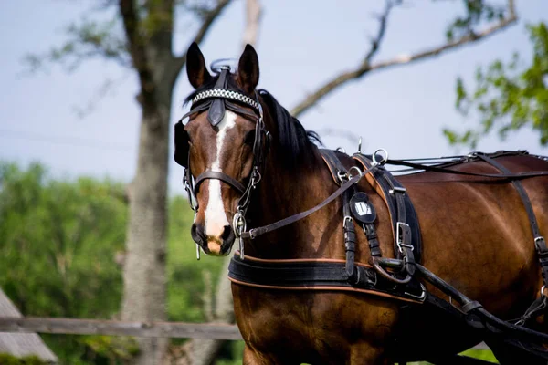 Retrato de cavalo puxando carruagem no verão — Fotografia de Stock