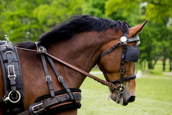 Porträtt av häst som drar vagnen på sommaren — Stockfoto