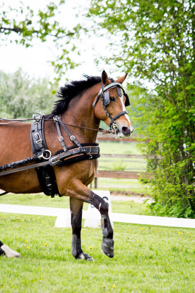 Портрет повозки лошади летом
