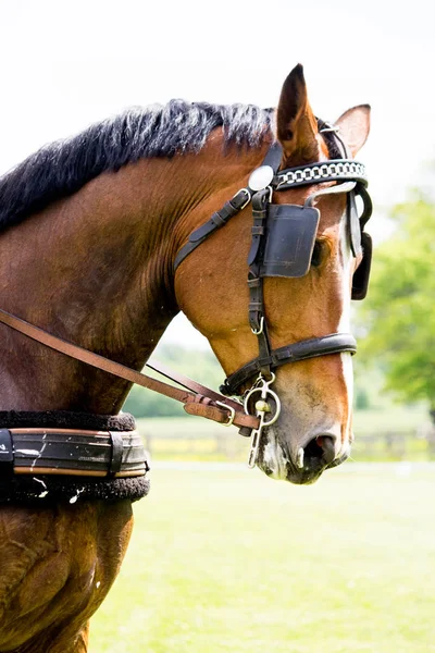 Porträtt av häst som drar vagnen på sommaren — Stockfoto