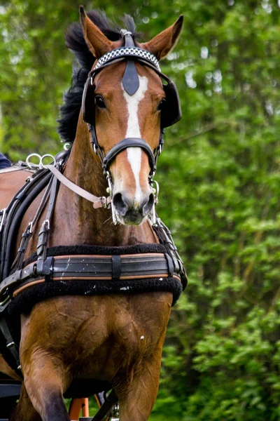 Portrait of horse pulling carriage in summer — Stock Photo, Image